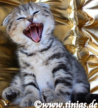 Scottish Fold kitten golden tabby classic